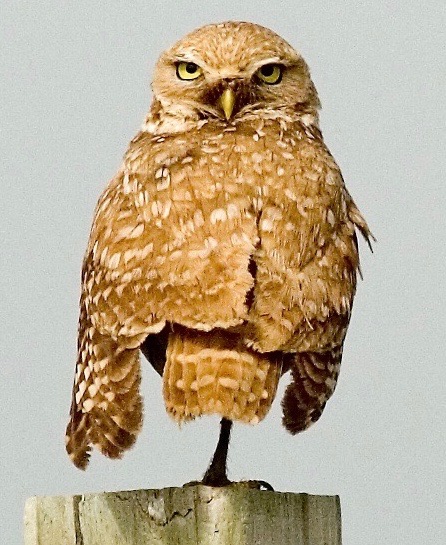 Burrowing Owl. Photo credit: Stephen R. Jones