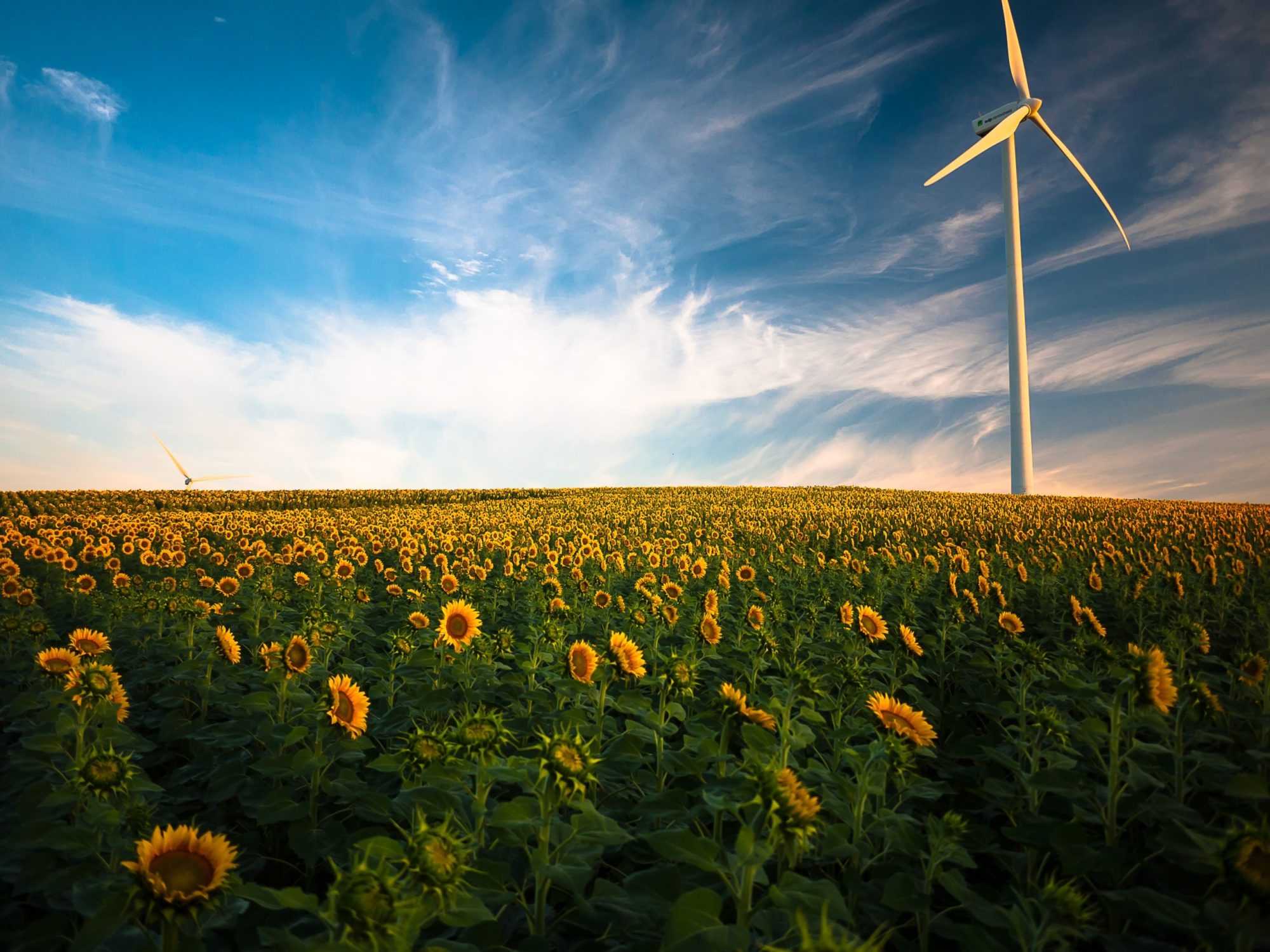 Sunflower field with a windmill and blue skies. Repairing enviornmental harm with restorative justice