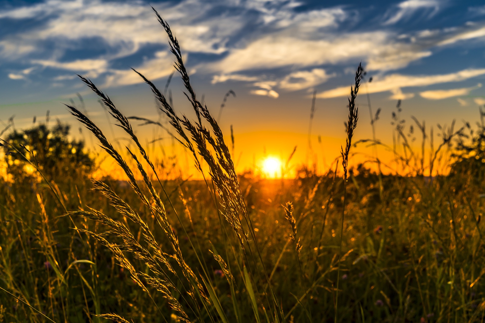 field with a close focus on grain with a sunset in the background. Insanity of violence