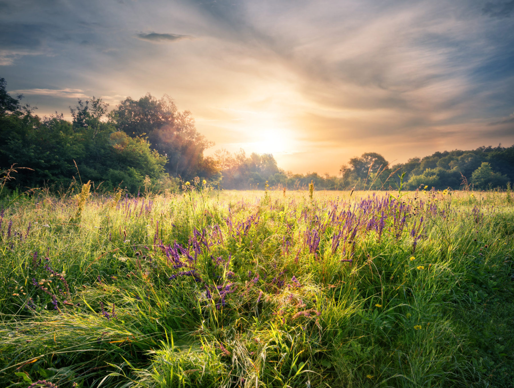 Lavender flowers in a field, with a sunset and clouds, Restorative Peace