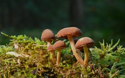 5 Rs of Regenerative Relationships